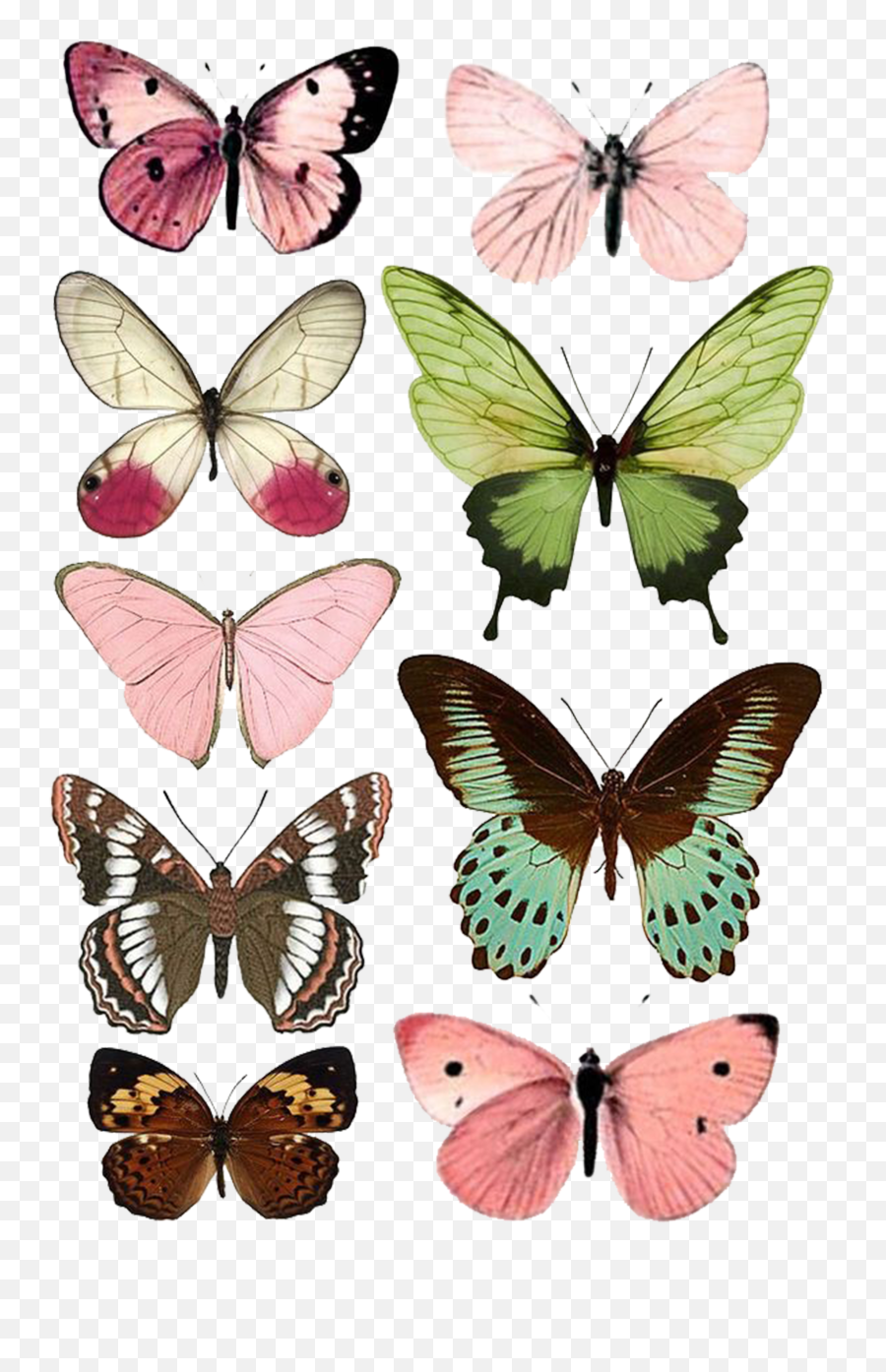 Download Butterfly Moth Insect Paper Printing Free Download - Printable Butterfly Prints Free Emoji,Butterfly Emoticon