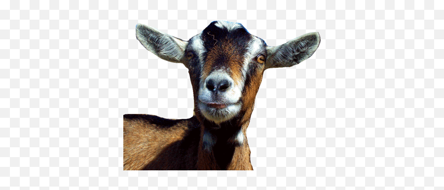 Face Png And Vectors For Free Download - Dlpngcom Transparent Goat Head Png Emoji,Goat Emoji Iphone