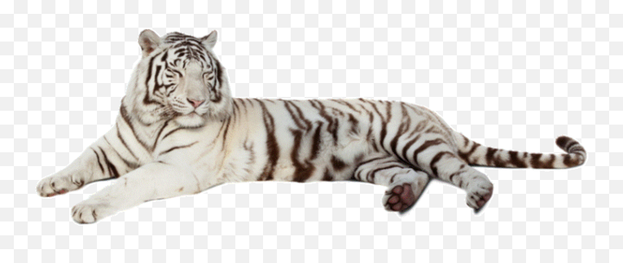 Stripes White Transparent U0026 Png Clipart Free Download - Ywd White Siberian Tiger Transparent Emoji,White Tiger Emoji