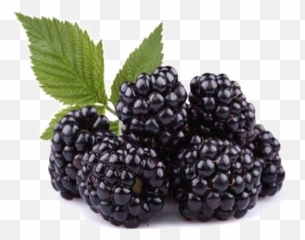 Blackberry Fruit PNG Free Download SVG Clip art for Web - Png Emoji