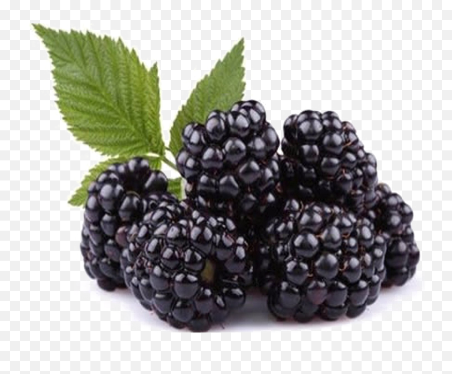 Blackberry Fruit Png Free Download Png Svg Clip Art For Web - Blackberry Png Emoji,Blackberry Emoji