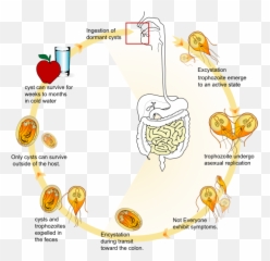 Giardia Life Cycle En - Giardia Life Cycle Emoji,Emoji Sentences Translation
