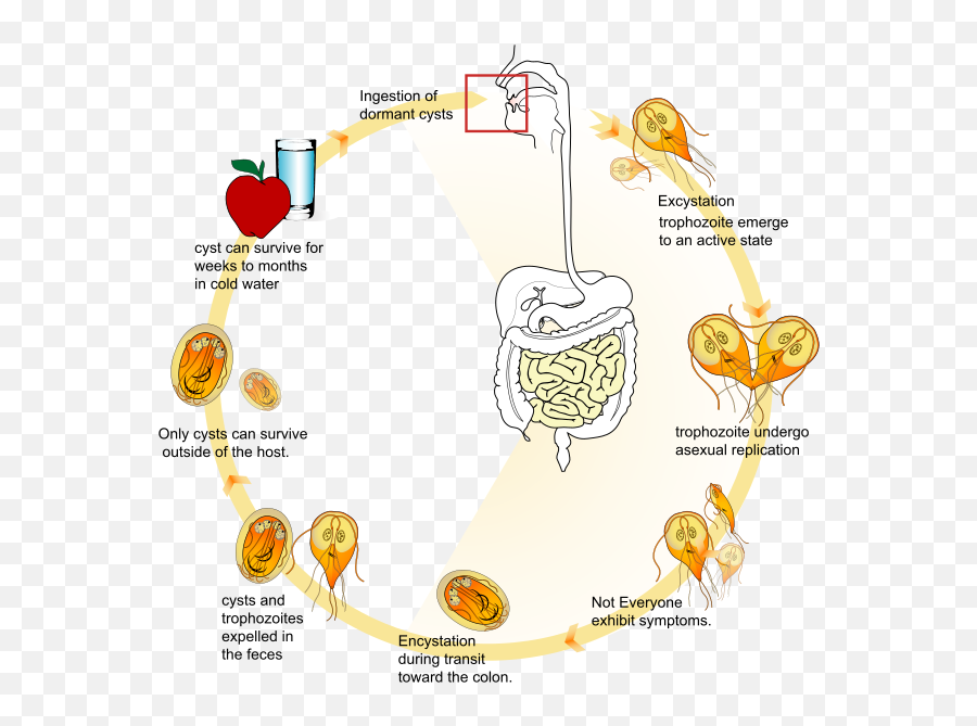 Giardia Life Cycle En - Giardia Life Cycle Emoji,Emoji Sentences Translation