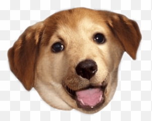 Cute Dog Dog Cute Animal Tan Brown - Glad Your Feeling Better Funny Emoji,Whelp Emoji