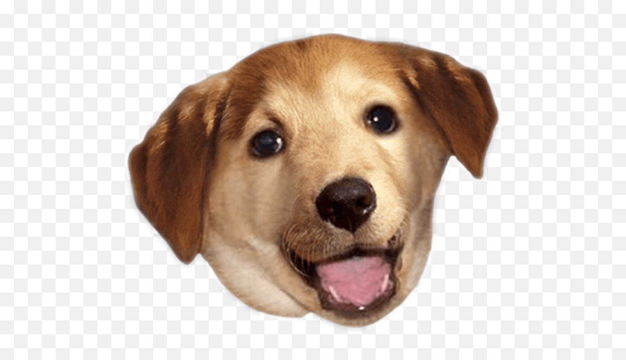 Cute Dog Dog Cute Animal Tan Brown - Glad Your Feeling Better Funny Emoji,Whelp Emoji