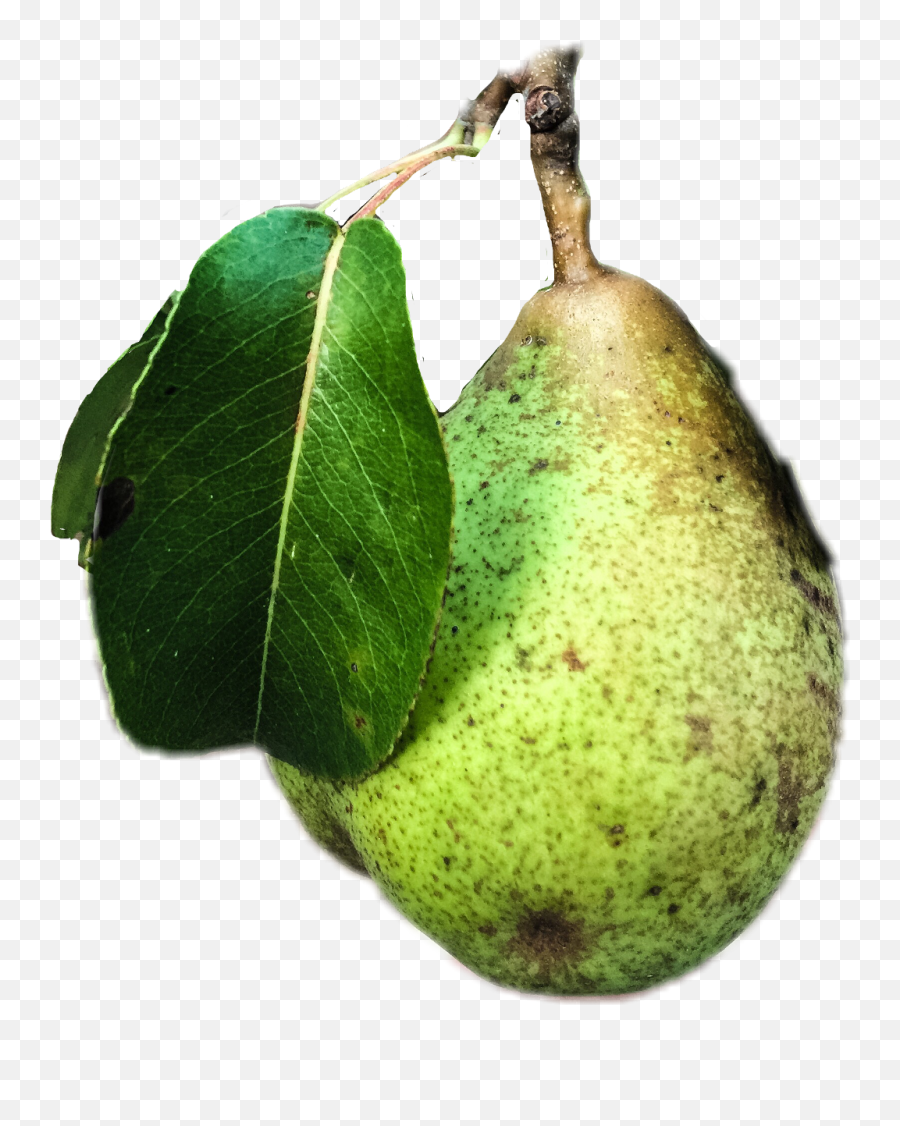 Pear Fruit Origftestickers Freetoedit - Asian Pear Emoji,Pear Emoji
