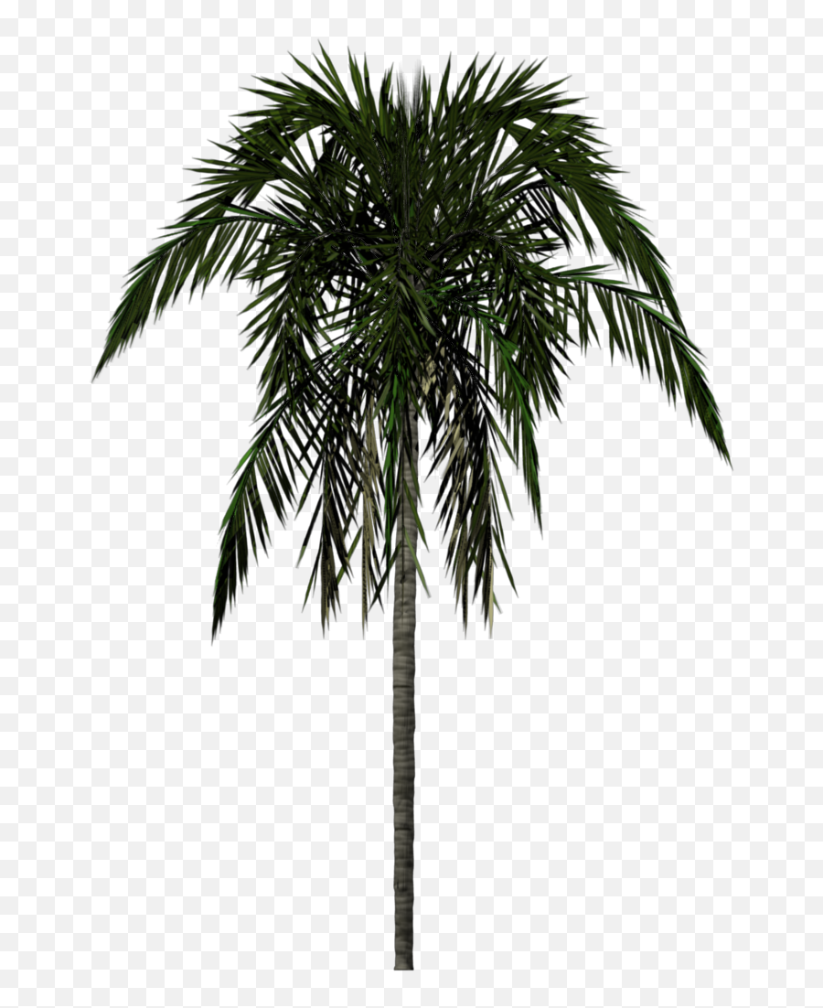 Palm Tree Png - Transparent Background Jungle Trees Emoji,Palm Tree Emoticon