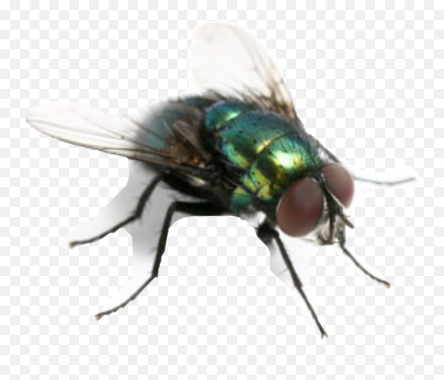 Flies Fliege Freetoedit - Would Win Meme Fly Emoji,Flies Emoji