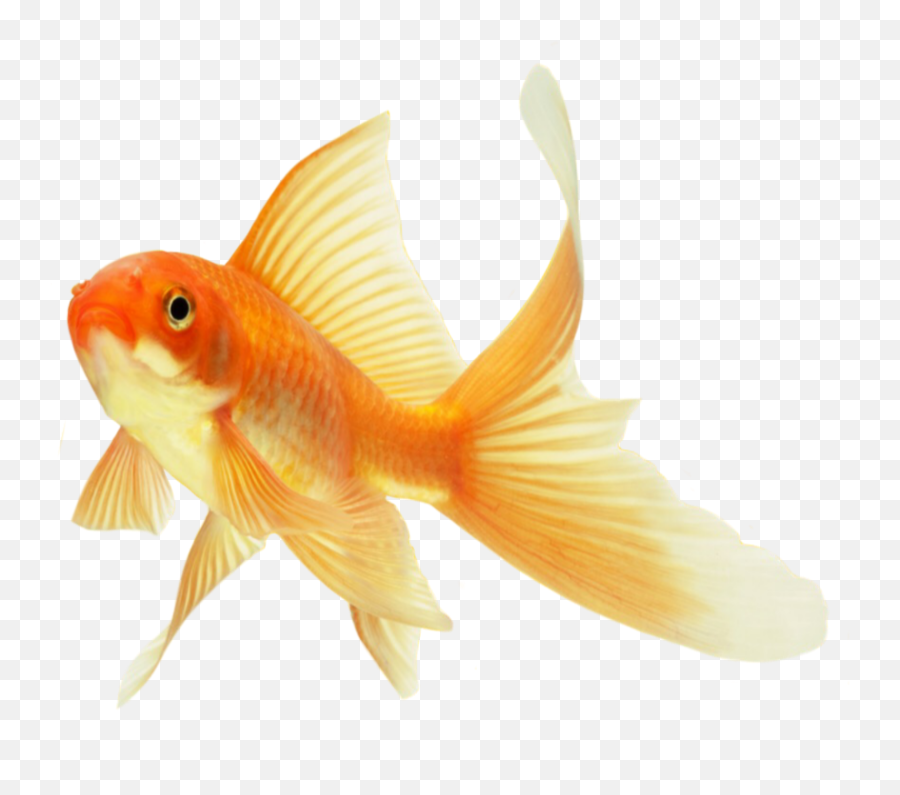 Goldfish Fish Gold Emoji,Goldfish Emoji