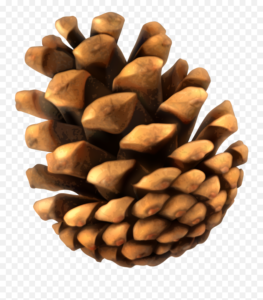 Pine Cone Clipart Png - Pine Cone Clipart Emoji,Pinecone Emoji