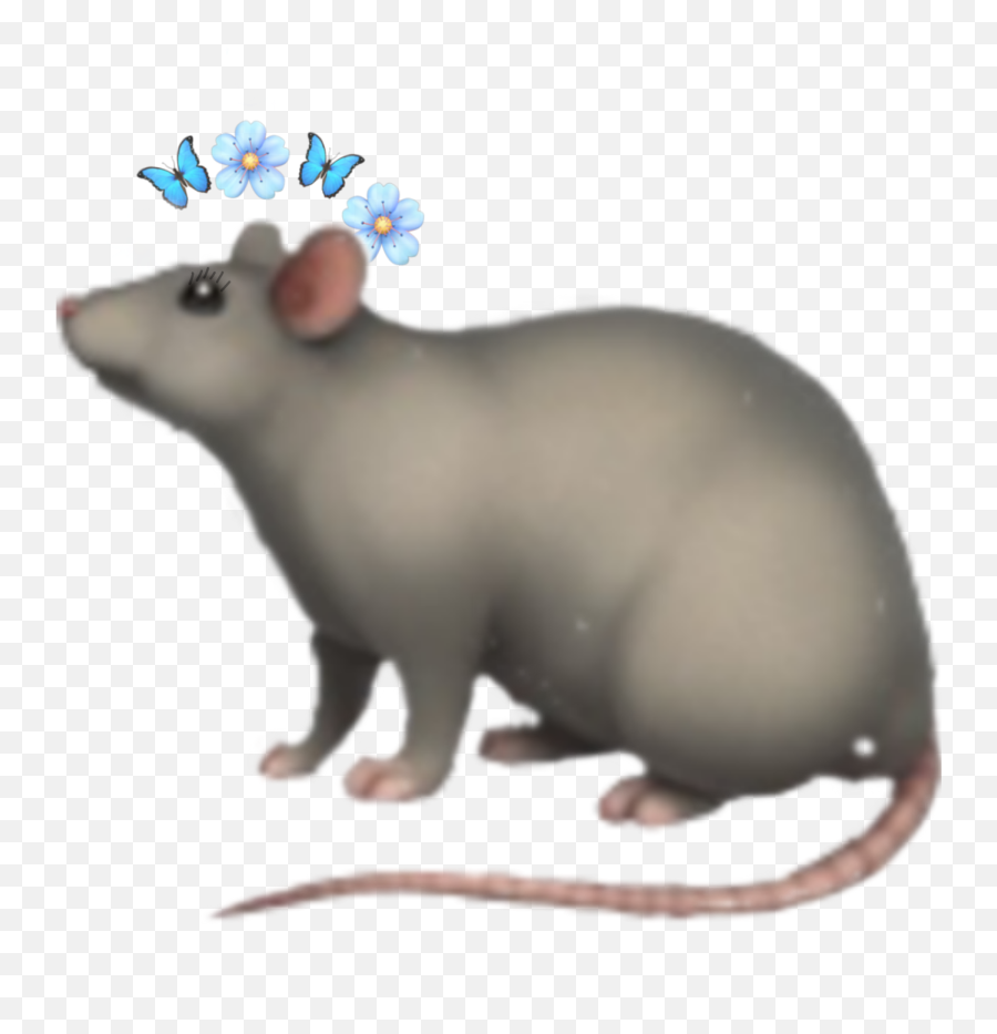 Love Rat Emoji Follow Me Sticker - Animal Figure,Rat Emoji