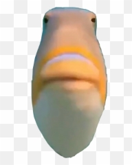 Trending Bruh Stickers - Staring Fish Meme Png Emoji,Bruhitszach Emoji