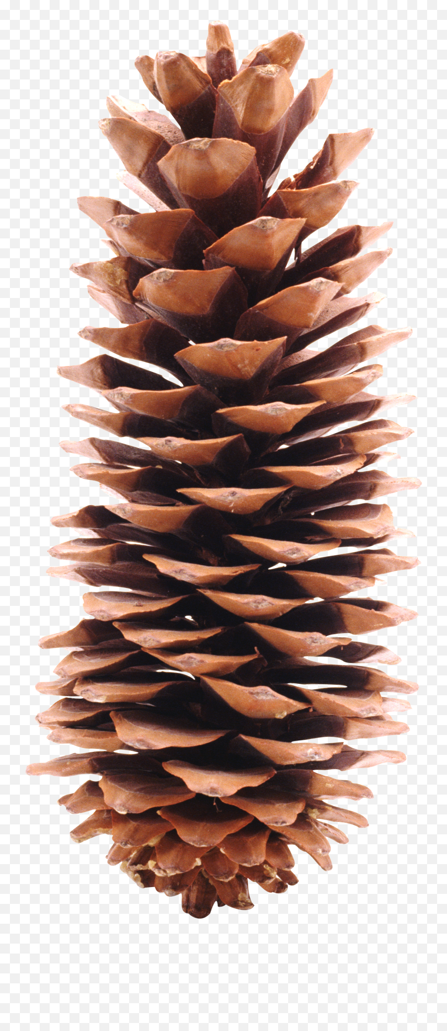 Pine Cone Transparent U0026 Png Clipart Free Download - Ywd Pinecne Png Emoji,Pinecone Emoji