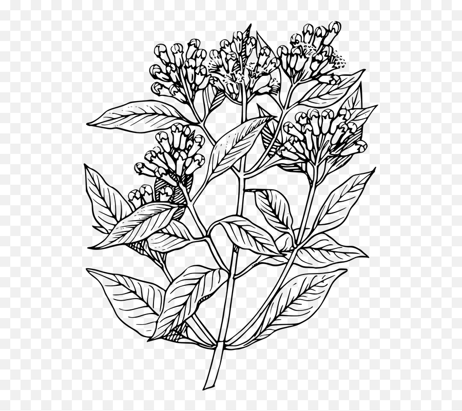 Free Spice Pepper Illustrations - Clove Plant Drawing Emoji,Punch Emoticon