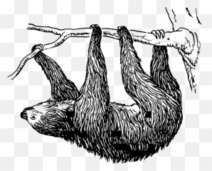 Sloth Bear Slothbear Hanging Animal - Clipart Black And White Emoji