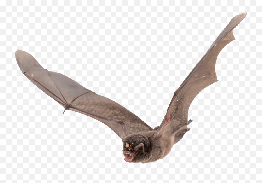 Bat Bats Halloween Fantasyart Fantasy - Flying Bat Transparent Background Emoji,Bats Emoji