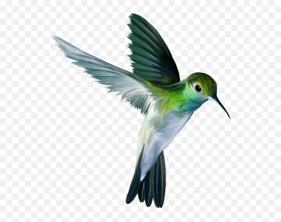 Hummingbird - Hummingbird Png Emoji,Hummingbird Emoji
