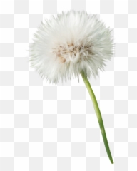 Freetoedit Flower Blume Pusteblume Dandelion - Dandelion Emoji,Dandelion Emoji