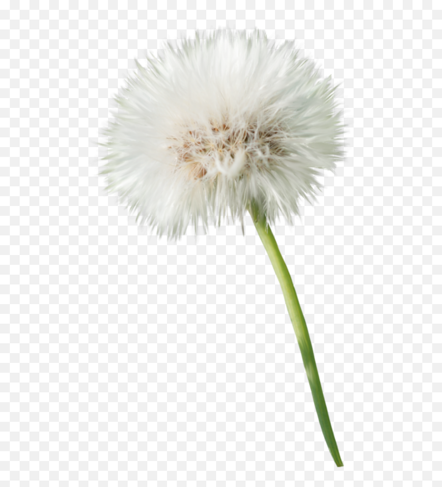 Freetoedit Flower Blume Pusteblume Dandelion - Dandelion Emoji,Dandelion Emoji