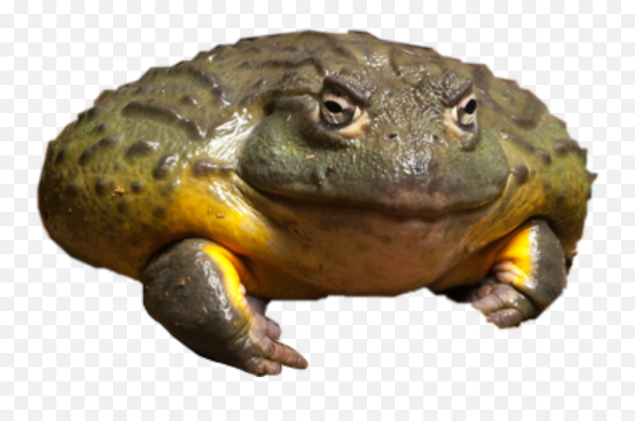 Largest Collection Of Free - Toedit Toad Stickers Toads Emoji,Toad Emoji