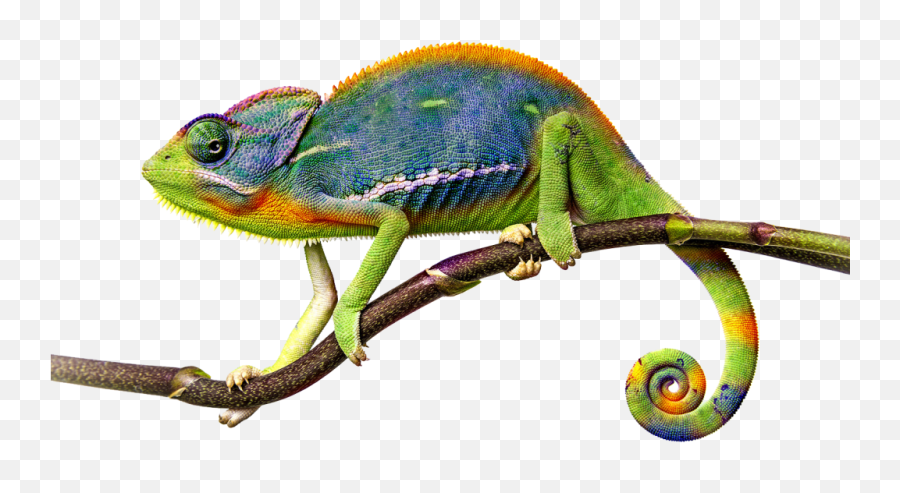Reptiles Png - Reptiles And Invertebrates Chameleon Yemen Chameleon Png Emoji,Yemen Flag Emoji