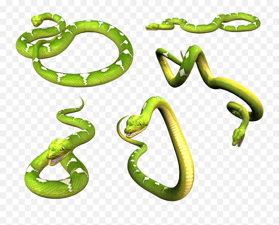 Png Image Picture Download Icon Favicon - Green Mamba Emoji,Snake Emoji Png