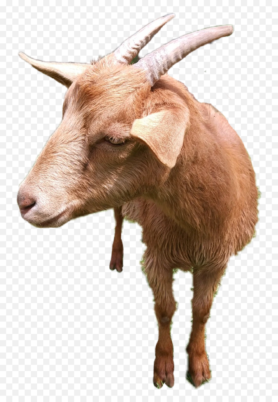 Goat Goatez Mygoat Thegoat Gingergoat - Goat Emoji,Goat Head Emoji
