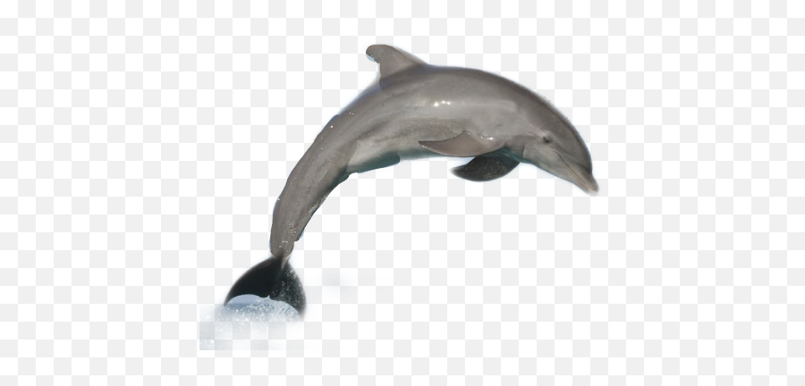 And Trending Dolphin Stickers - Dolphins With No Background Emoji,Dolphin Emoticon