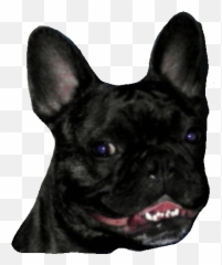 Bulldog frances Gifs Animados - French Emoji