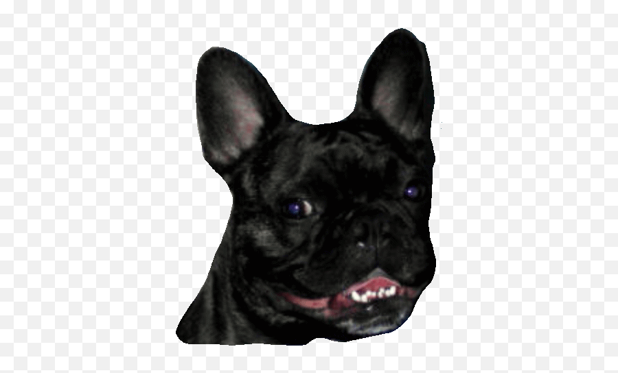 Bulldog Frances Gifs Animados - French Bulldog Emoji,Bulldog Emoticons