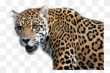 Jaguar - Leopard And Jaguar Cross Emoji,Jaguar Emoji