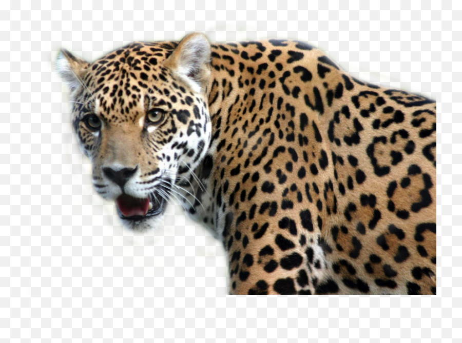Jaguar - Leopard And Jaguar Cross Emoji,Jaguar Emoji