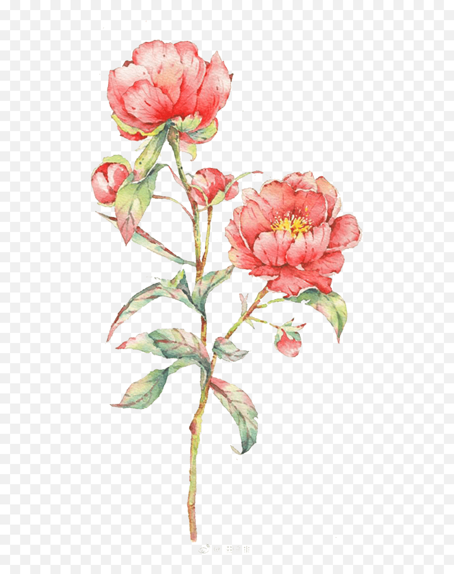 Pink Rose Flower Illustration - Rose Flower In Watercolor Emoji,Pink Rose Emoji
