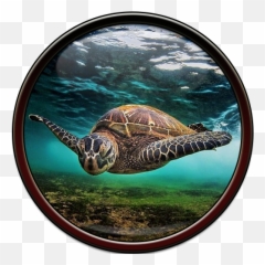 Wallpaper - Guy Harvey Sea Turtle Painting Emoji,Sea Turtle Emoji