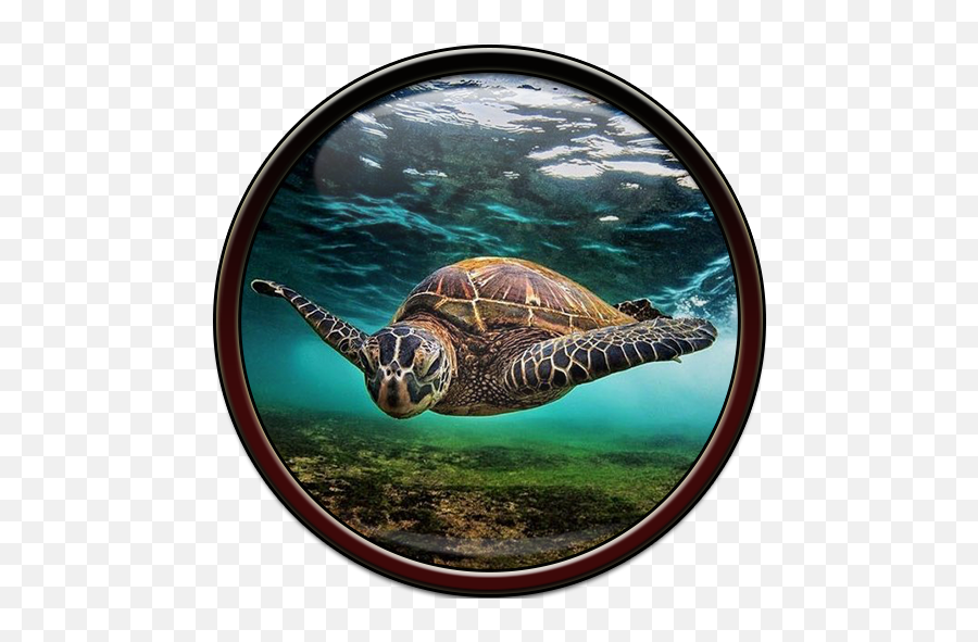 Wallpaper - Guy Harvey Sea Turtle Painting Emoji,Sea Turtle Emoji