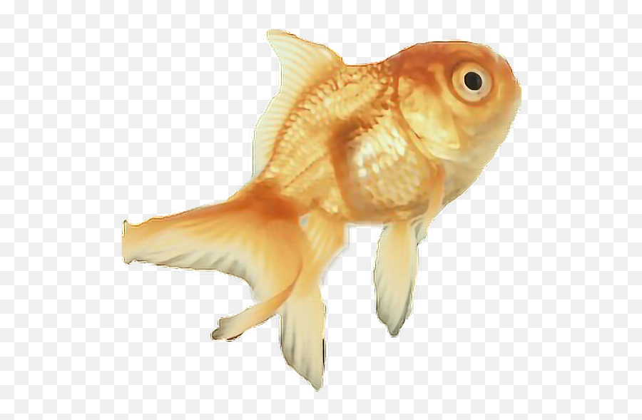 Sticker Goldfish Fish Orange Freetoedit - Aquarium Fish Emoji,Goldfish Emoji