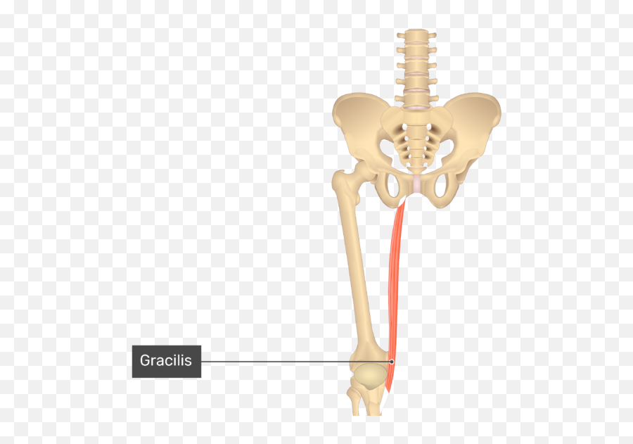 Gracilis - Liberal Dictionary Adductor Longus Emoji,Turkey Leg Emoji