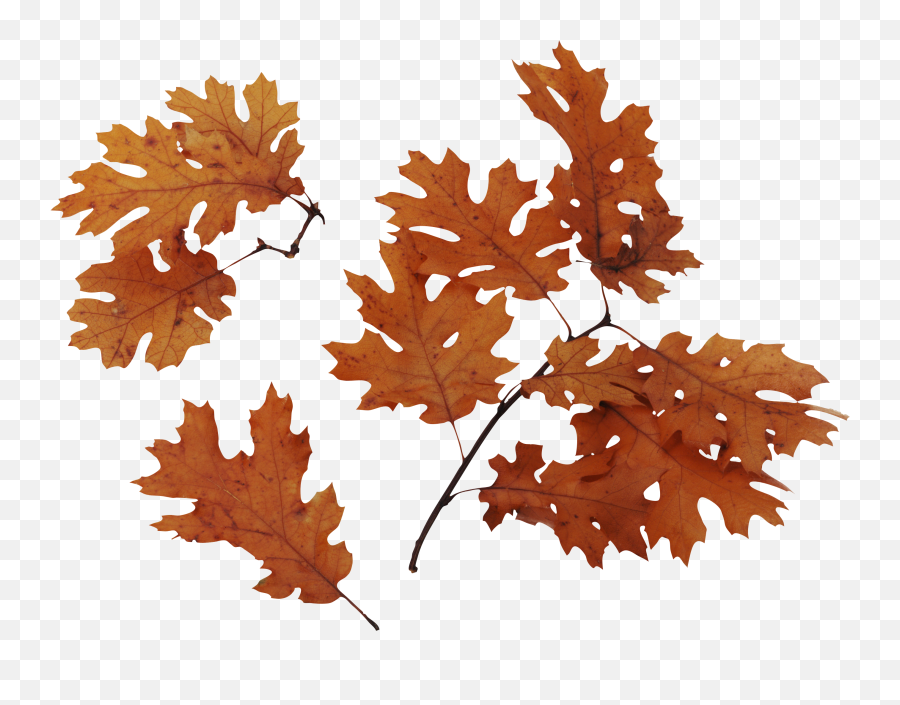 Autumn Leaves Falling Transparent U0026 Png Clipart Free - Autumn Brown Leaves Png Emoji,Autumn Leaves Emoji
