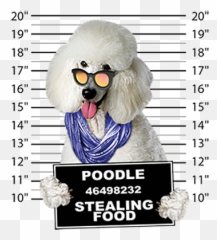 Poodle Car Magnet - Standard Emoji