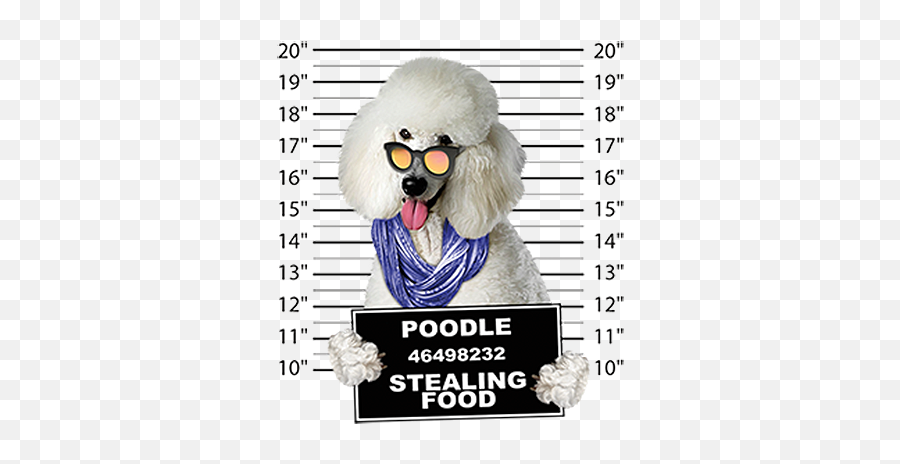 Poodle Car Magnet - Standard Poodle Emoji,Coffee And Poodle Emoji