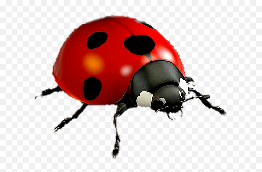 Ladybugs - Ladybug Emoji,Ladybug Emoji