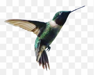 Hummingbird - Hummingbird Emoji,Hummingbird Emoji