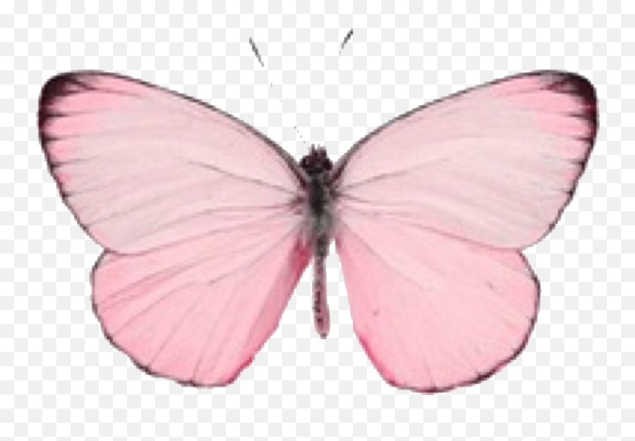 Pink - Pink Butterfly Emoji,Butterfly Emoji