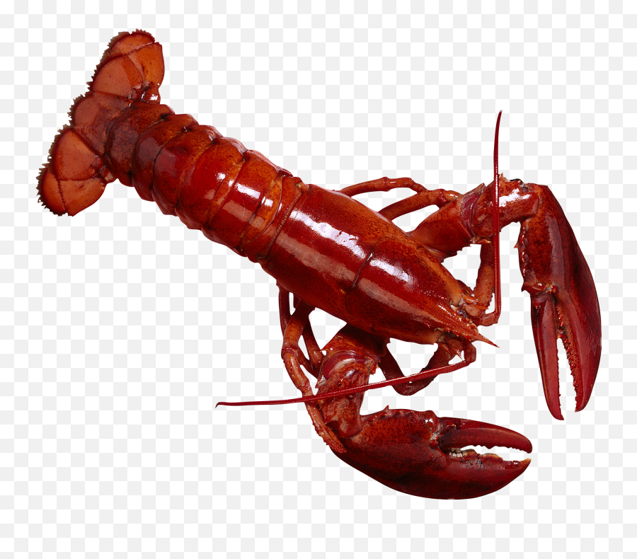 Crab Lobster Red - Types Of Lobster In The Philippines Emoji,Lobster Emoji