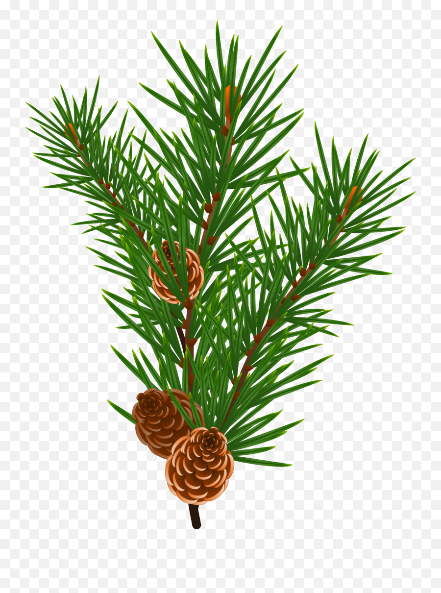 Free Photo Pine Branches - Branch Conifer Coniferous Sweet Smell Of Christmas Emoji,Pine Tree Emoji