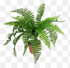 Ftestickers Plant Fern Sticker - Dibujo De Un Helecho Emoji