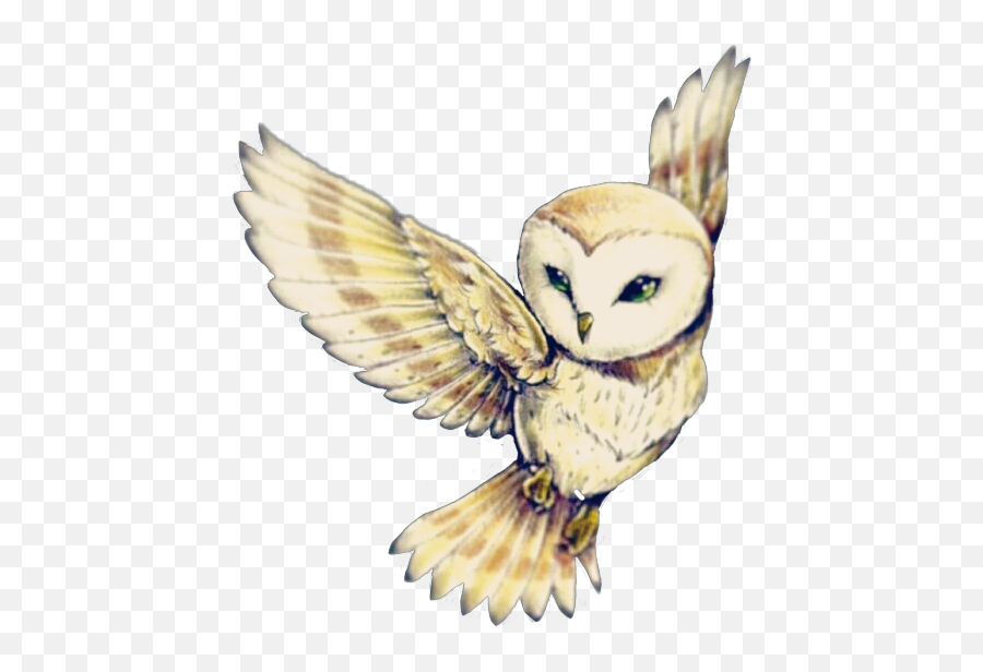 Ovo Owl Png - Kawaii Cute Owl Art Emoji,Drake Owl Emoji