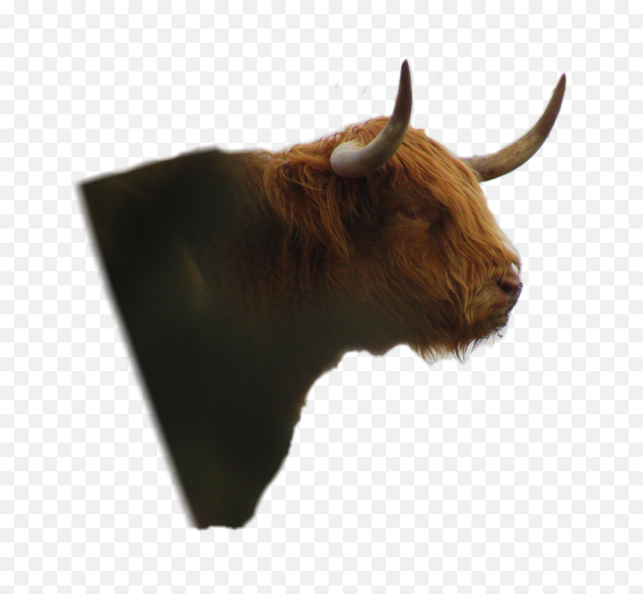 Yak - Bull Emoji,Yak Emoji