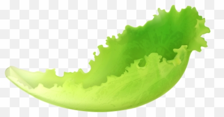 Tomatoes Drawing Lettuce Transparent Png Clipart Free - Lettuce Png Clipart Emoji,Lettuce Emoji