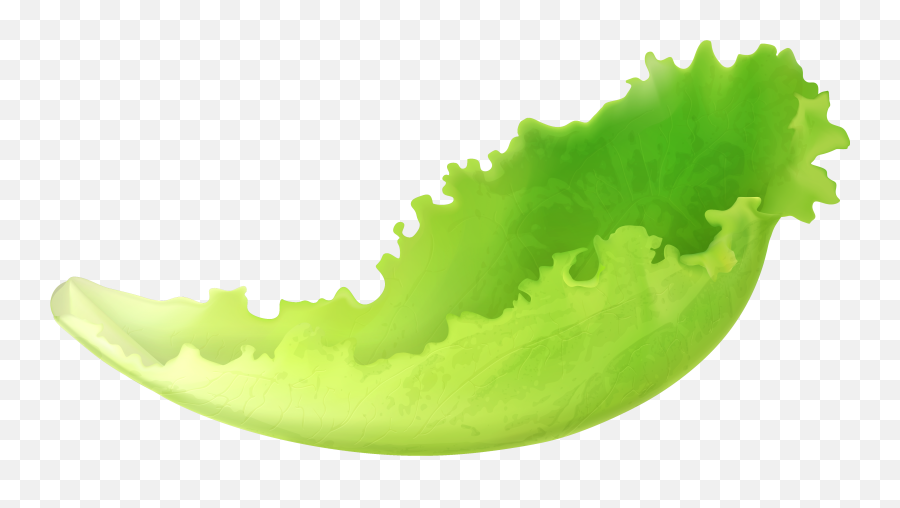 Tomatoes Drawing Lettuce Transparent Png Clipart Free - Lettuce Png Clipart Emoji,Lettuce Emoji